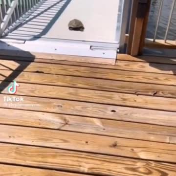 Didn't know turtles could flip into high gear.