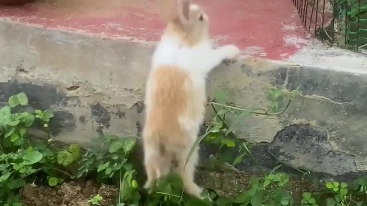 Leap of Cuteness: Baby Rabbits Attempt High Jump for the First Time! 🐇🚀