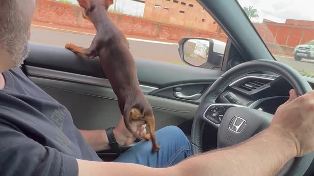 This Miniature Pinscher Really Doesn't Like Motorcycles