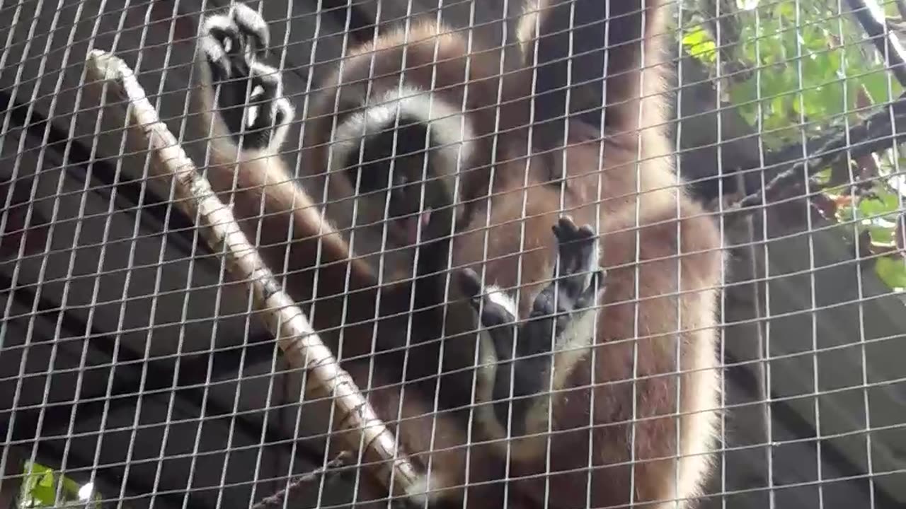 Pattaya Elephant village