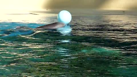 Dolphins playing with a ball in Dolphin pool