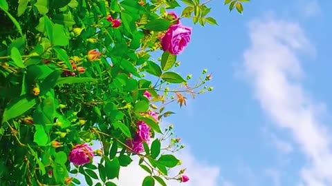 Relaxing Music 24/7, Sleep Music, Stress Relief Music, Spa, Meditation, Yoga, Zen, Sleeping Music🔴