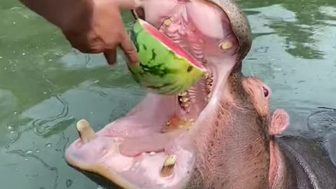 Hippo Juicer