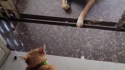 The funniest animals Fun with cats and dogs 2023 😺🐶 | XENOLAM