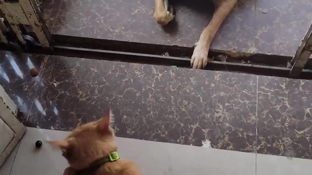 The funniest animals Fun with cats and dogs 2023 😺🐶 | XENOLAM