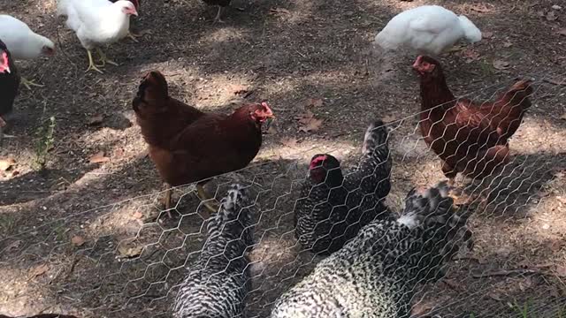 Chicken Yard at The Running Bird Ranch