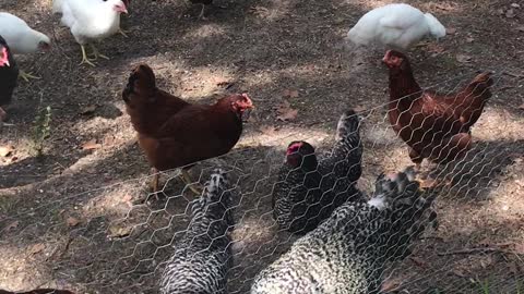 Chicken Yard at The Running Bird Ranch