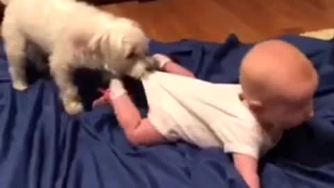 dog pulls child by the butt