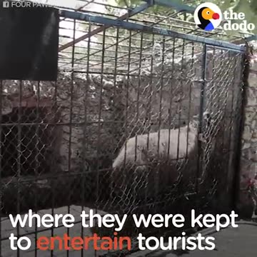 Rescue Bears Eat Snow Popsicles