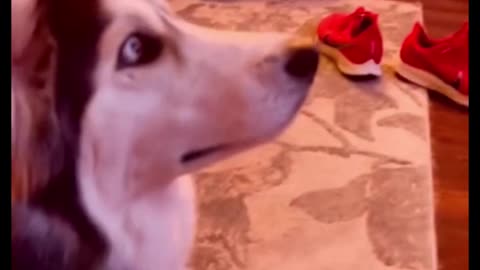 When the dog saw the fox on TV