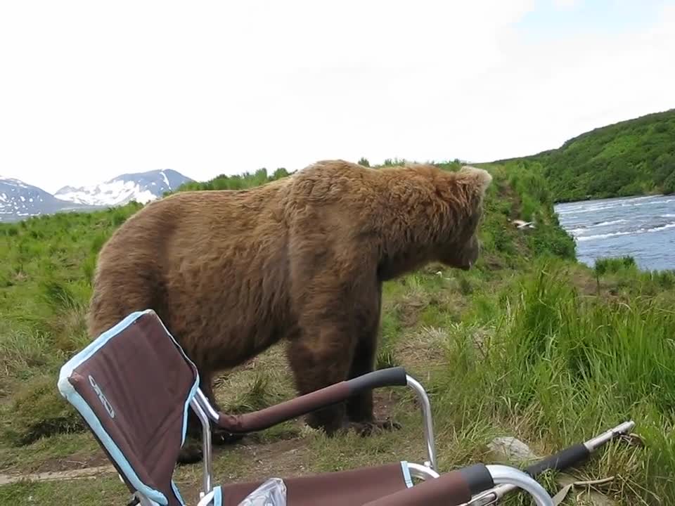 bear sits next to guy