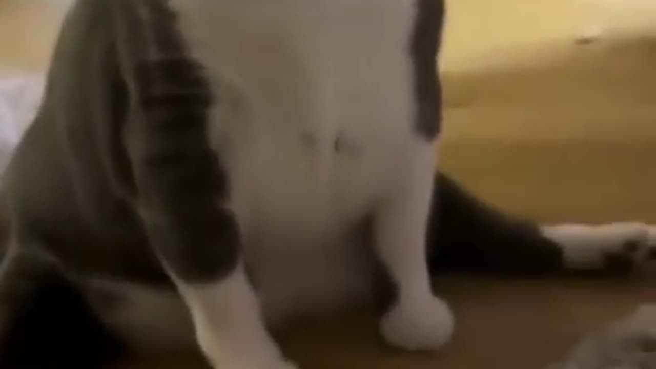 Cat Fun in the house