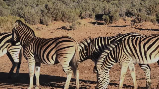Zebra - Africa's Wild Wonders - The Secrets of Nature