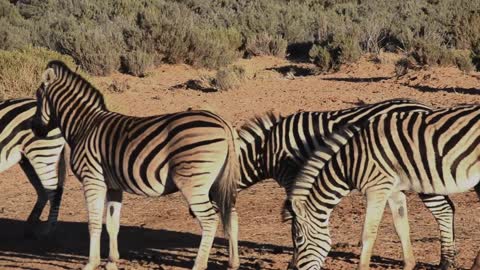 Zebra - Africa's Wild Wonders - The Secrets of Nature