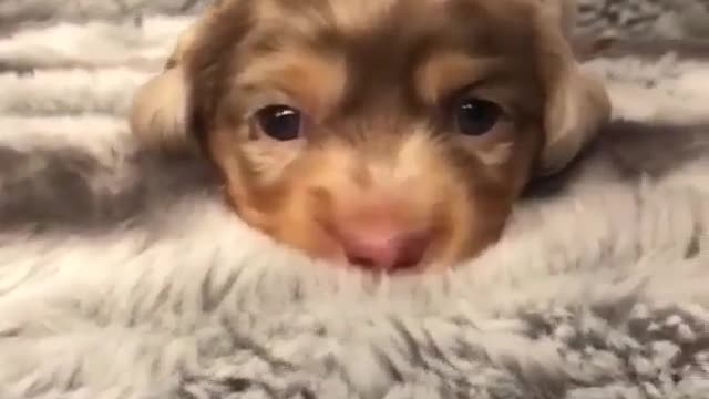 Animal funny short video #11