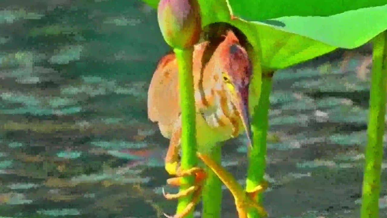 fishing bird river fishing broad river fishing french broad river fishing bass fishing