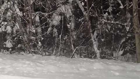 Wasilla Winter Chronicle 2023