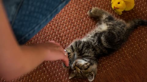 Hand stroke kitten belly while he bites