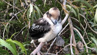 Baby Kookaburra