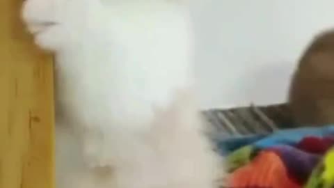 cute 😍 funny short video 🤍😘 must watch #jsk.creator #jskcreator #lol #funny #cat #explore #cute