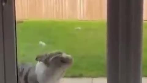 Cute animals