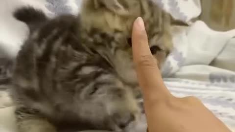 cute cat video