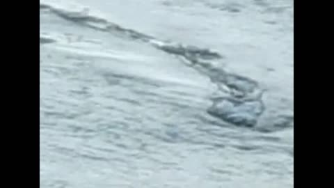 The Lagarfjot Lake Worm