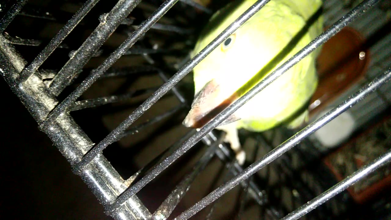 beautiful parrot