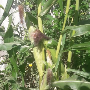 The corn is ripening