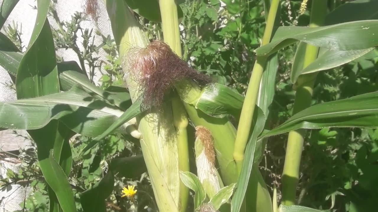 The corn is ripening