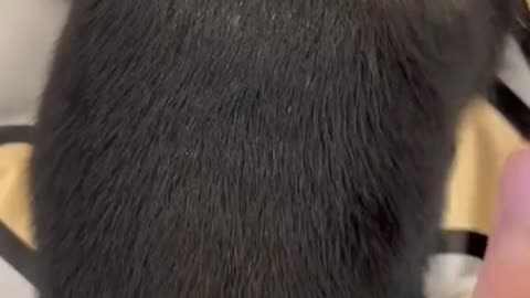 Fur-tastic Chuckles The Comic Charm of our Darling Animal Comedians!