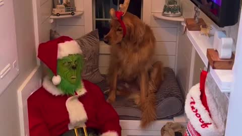 "A Dog's Christmas: Celebrating the Holidays with Man's Best Friend