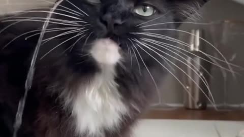 Black cuite Cat 😺