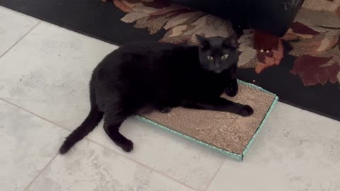 Adopting a Cat from a Shelter Vlog - Cute Precious Piper Show How to Do the Half Tuffet Sit