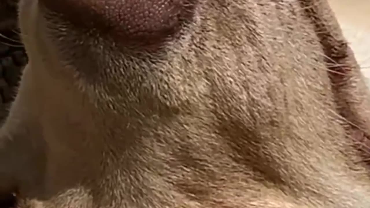 this Chick is just above the Dog Mouth