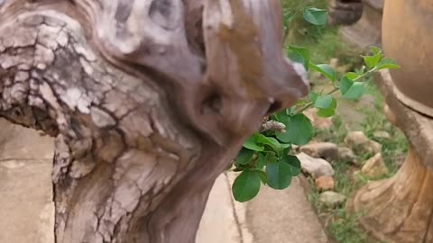 natural beauty in plants