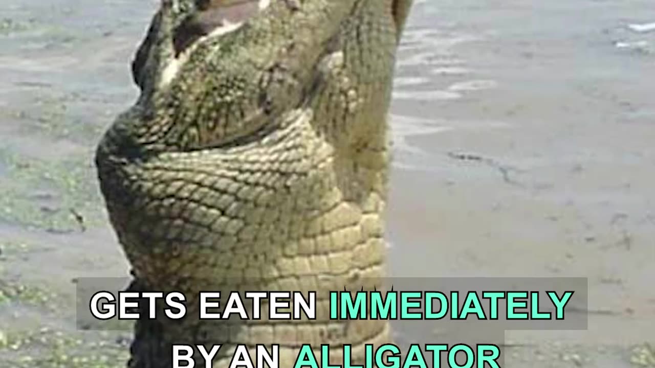 DUMB GUY JUMPS OFF A BRIDGE