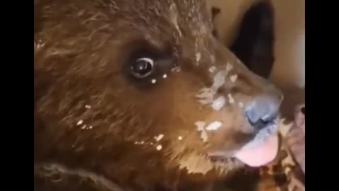 baby bear rescue