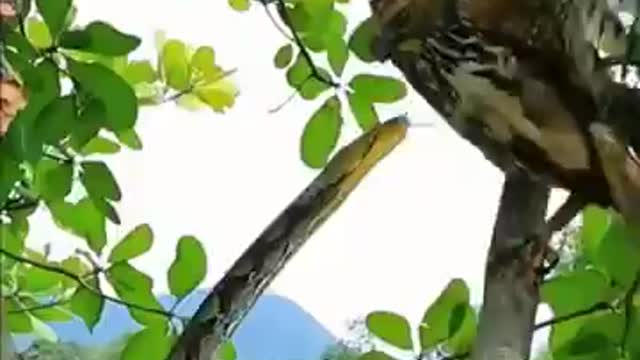 Amazing Snakes Video Around The World #viral #foryou #love #Respect #Amazingvideo
