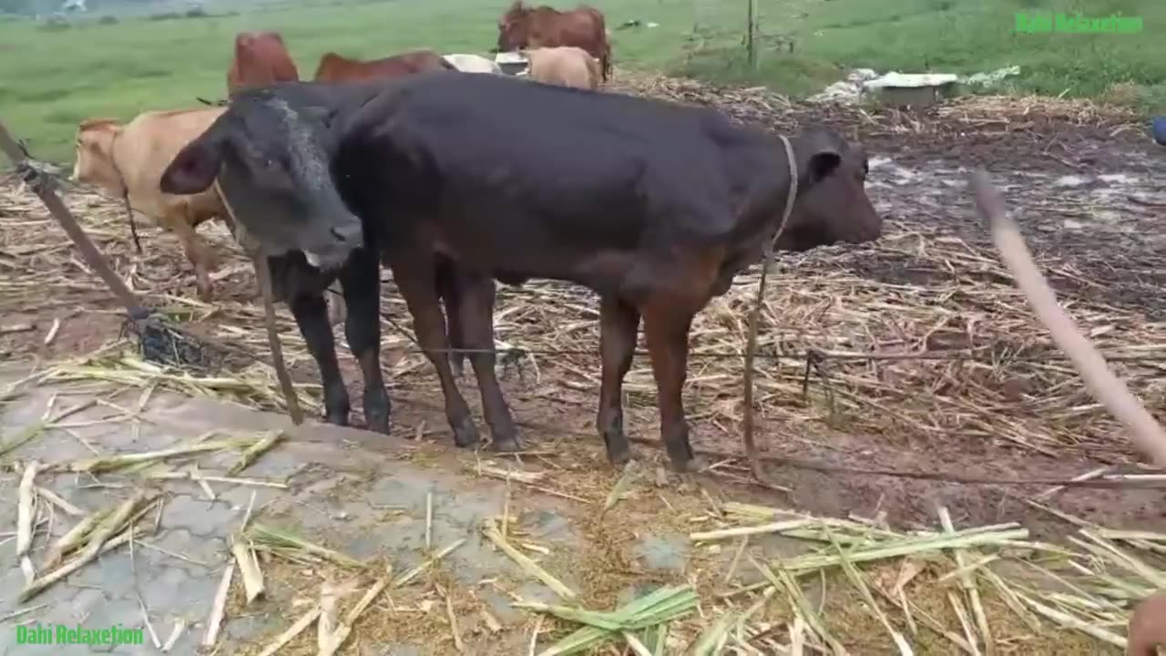 Cow Cute, Cow Funny Videos