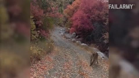 Damn Nature You Scary _ Funny Scary Animal Encounters