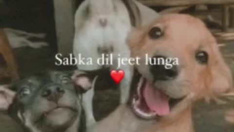 Dog lover