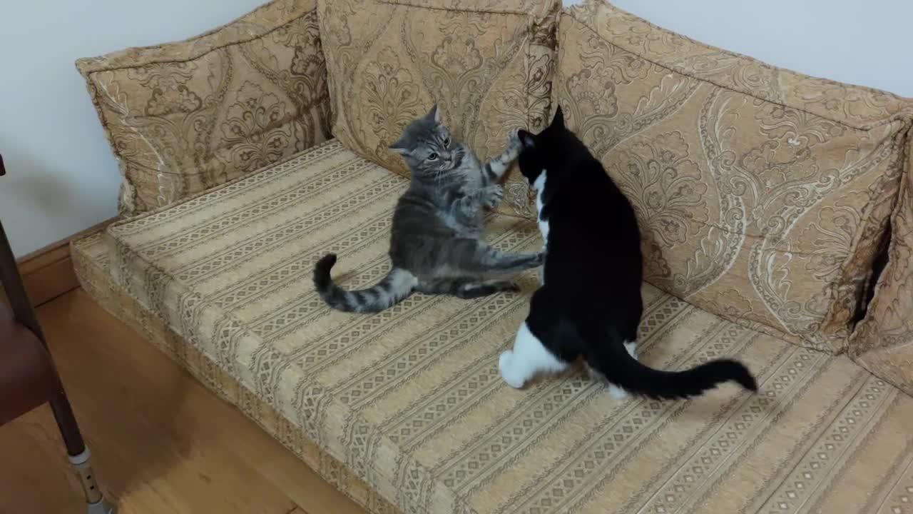 Cat Fight(7)