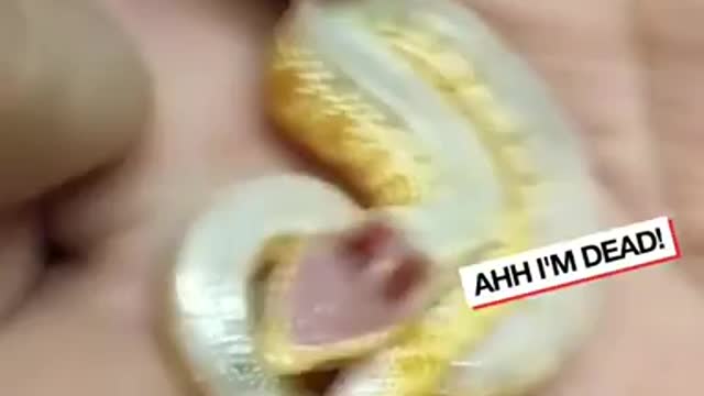 Baby hognose snake plays dead so well | LADbible