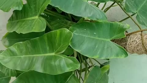 My Little Garden Overview 🌺 Upload By Zayan hamid 👍