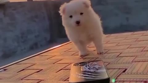 Cute 🥰 🐕 dog