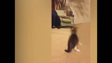 super funny animals