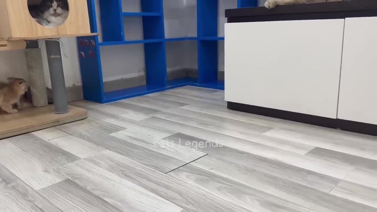 Funniest Animals 😆😍 New Funny Cats and Dogs Videos 😹🐶