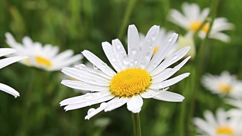 daisies