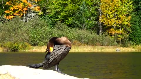 Cormorant